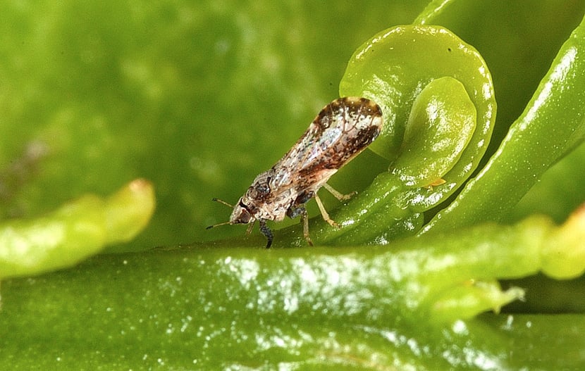 Citrus Asian Psyllid