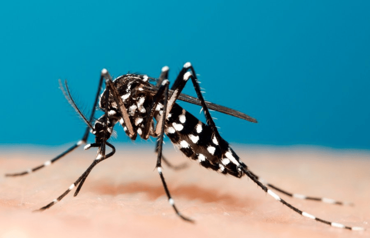 Aedes Albopictus