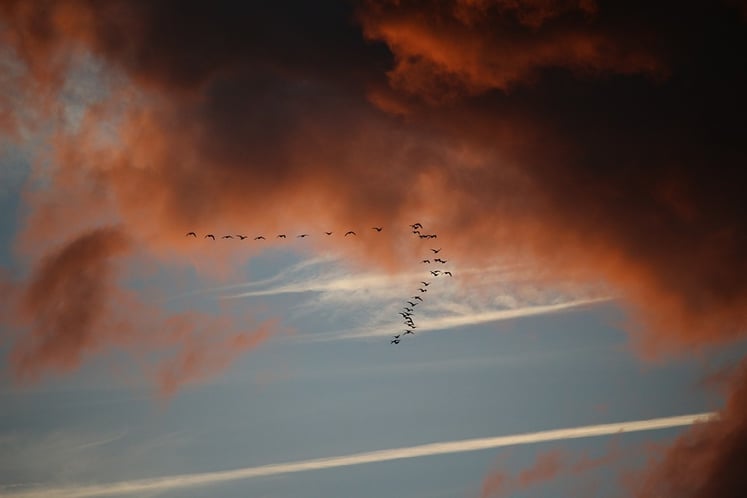 Migrating Birds