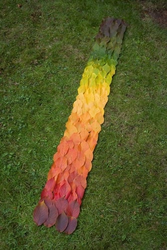Rainbow of Leaves