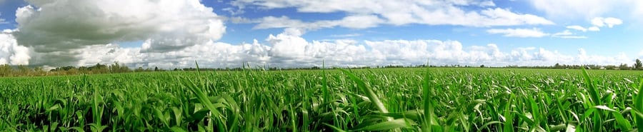 87 varieties of corn hybrids