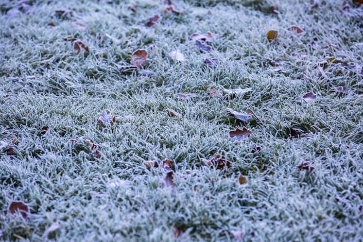 Frost on Grass