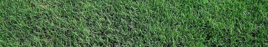 Tif Bermuda Grass