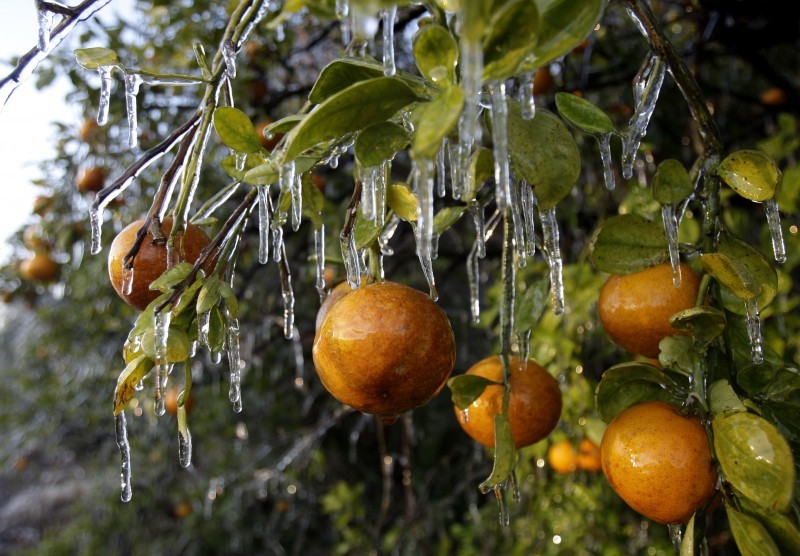 Ice on Oranges in Florida