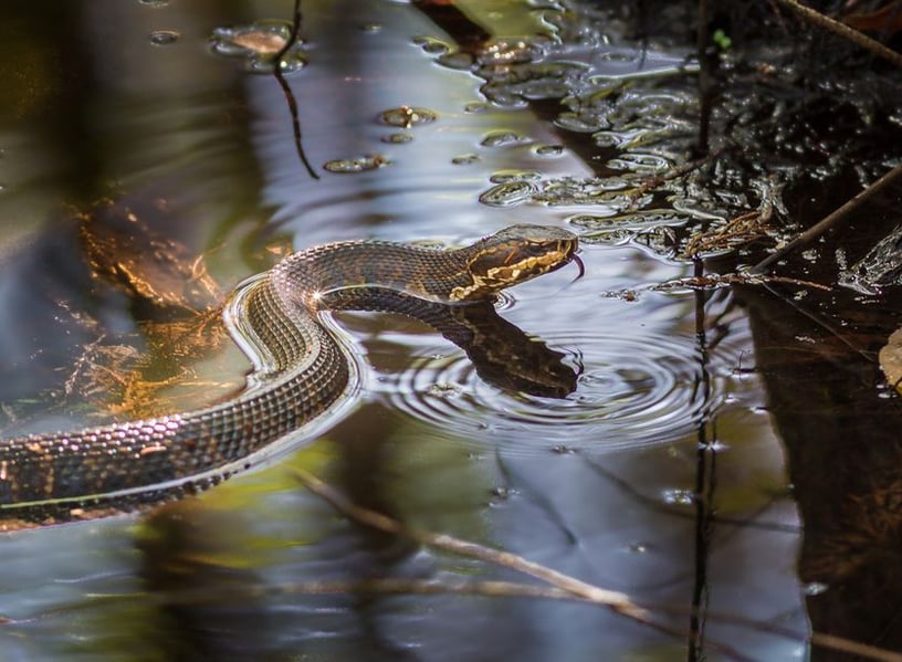 Swimming Cottonmouth Snake