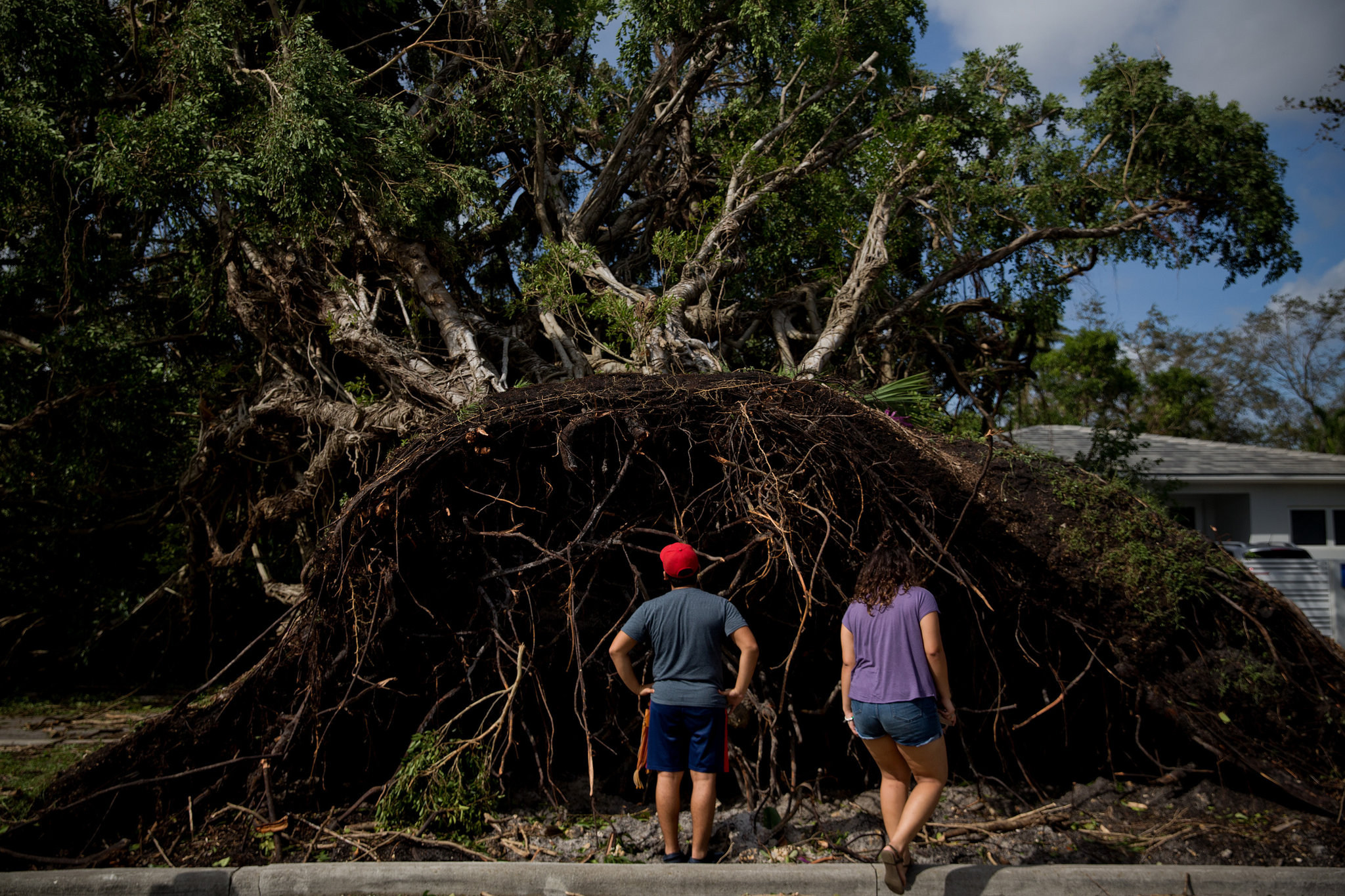 Fallen Trees from Saturated Ground (Credit Scott McIntyre for The New York Times)