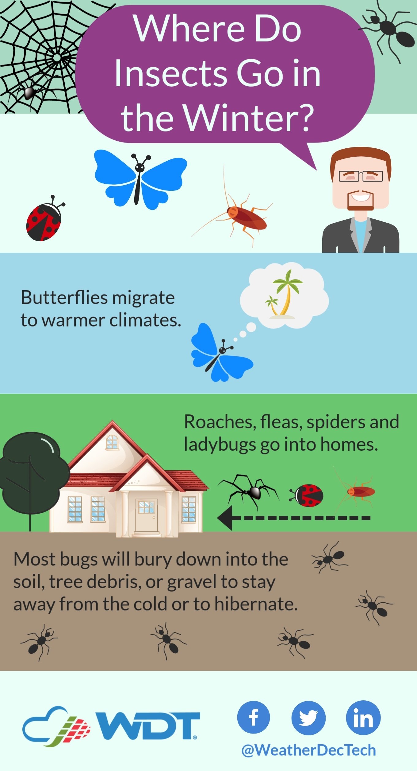 Spoiler Alert: Cold Weather Doesn't Actually Kill Bugs