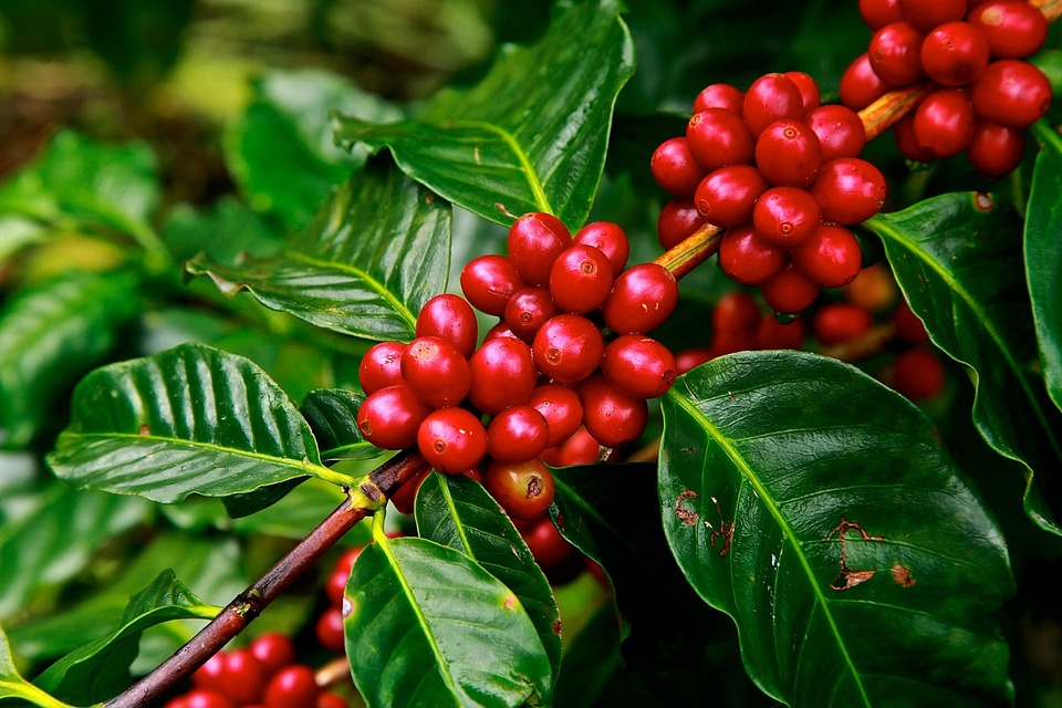 Brazilian Coffee Prices Hinge on the Weather